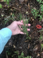 Dichanthelium angustifolium