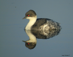 Podiceps occipitalis