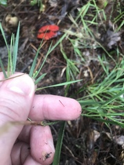 Dichanthelium angustifolium