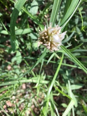Trifolium longipes