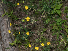Ranunculus acris acris