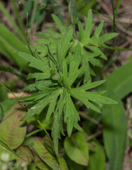 Ranunculus acris acris