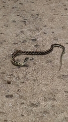 Thamnophis cyrtopsis ocellatus