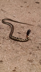 Thamnophis cyrtopsis ocellatus