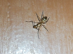 Camponotus