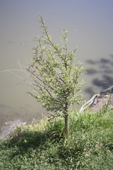 Taxodium mucronatum