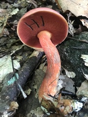 Boletus carminiporus