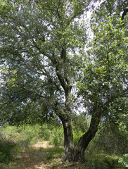 Quercus × ganderi