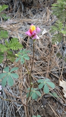 Lupinus stiversii