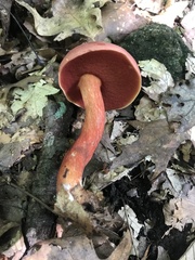 Boletus carminiporus