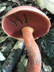 Boletus carminiporus