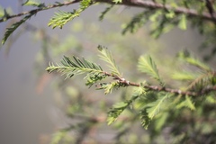 Taxodium mucronatum