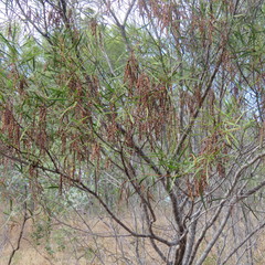 Acacia simsii