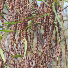 Acacia simsii