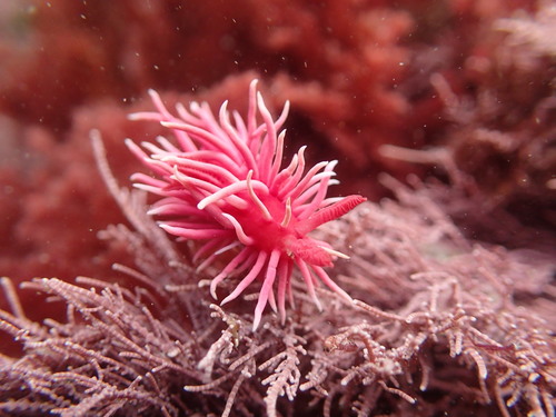 Hopkins' Rose Nudibranch
