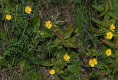 Ranunculus acris acris