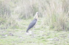 Leptoptilos javanicus