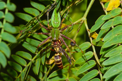 Polistes poeyi poeyi