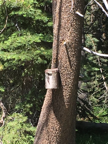iNaturalist observation photo of Mountain Chickadee
