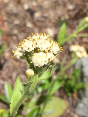 Antennaria racemosa
