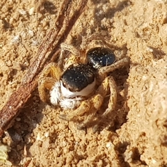 Aelurillus politiventris