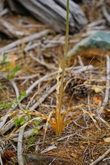 Chlorogalum pomeridianum