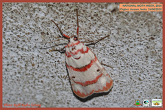 Cyana perornata