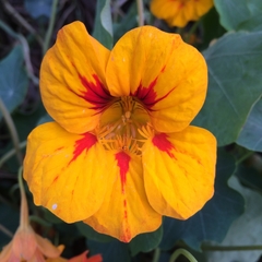 Tropaeolum majus