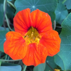 Tropaeolum majus