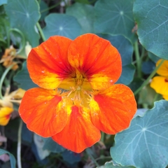 Tropaeolum majus