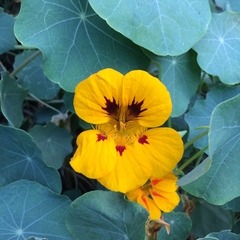 Tropaeolum majus