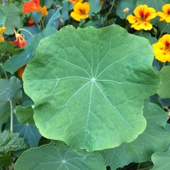 Tropaeolum majus