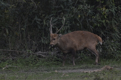 Axis porcinus