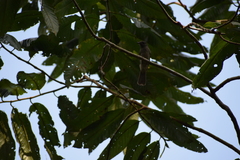 Lipaugus vociferans