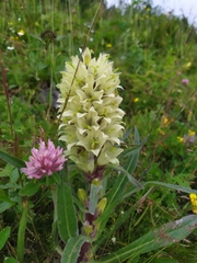 Campanula thyrsoides