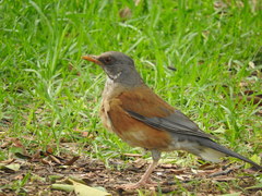 Turdus rufopalliatus