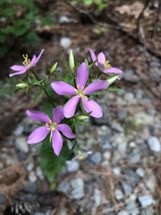 Sabatia angularis