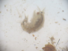 Wecomedon nobilis