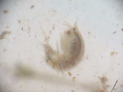 Wecomedon nobilis