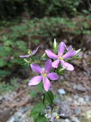 Sabatia angularis