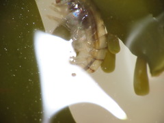 Wecomedon nobilis