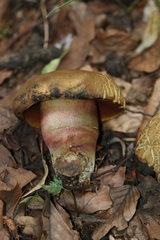 Neoboletus xanthopus