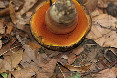 Neoboletus xanthopus