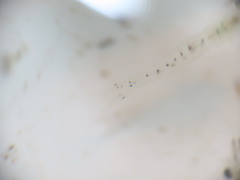 Mysis stenolepis
