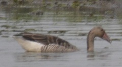 Anser anser