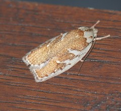 Euchaetis rhizobola