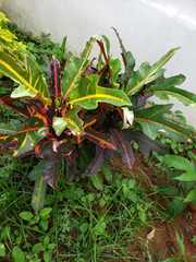 Codiaeum variegatum