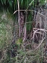 Syagrus flexuosa
