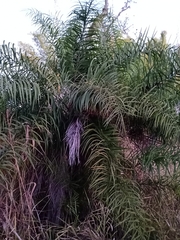 Syagrus flexuosa