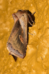 Bellura pleostigma